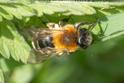 Andrena nitida.jpg